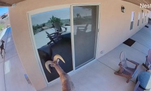 Bighorn Sheep Smashes Glass Door After Seeing Its Reflection