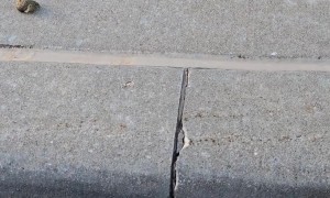 Ducklings Needed a Helping Hand