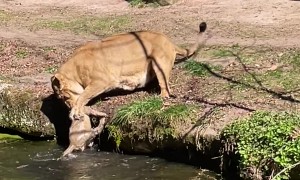 Lioness Saves Her Cub While Fending Off Belligerent Male