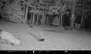 Skunk and Fox Eating Doritos