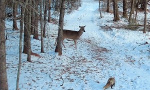 Fox Caught Trailing Deer Herd