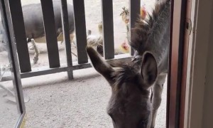 Demanding Donkey Opens Door In Search of Snacks