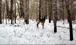 Deer Family Plays Until Fox Interrupts
