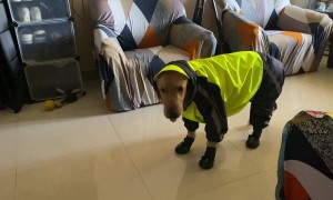 Golden Gets Suited For Rainy Walk