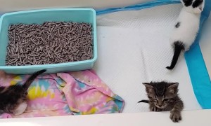 Tiny Trouble: Kittens in Temporary Containment Goofing Around
