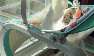 Cat Plays In Sunny Baby Rocker