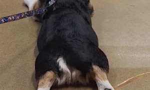 Splooting Corgi's Intermittent Tail Wag