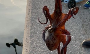 Catching an Octopus With My Finger