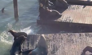Massive Sea Lion Owns the Pier