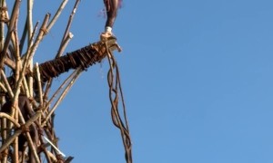 Land Diving on Pentecost Island in Vanuatu