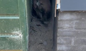 Funny French Bulldog in Reverse Gear