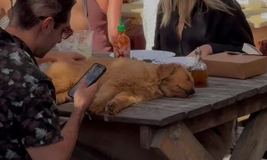 Golden Retriever Puppy Takes a Picnic Table Nap
