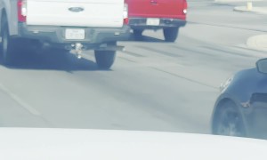 Rooster Spotted Using the Crosswalk in San Antonio, Texas