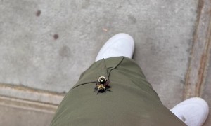 Birds and the Bees: Bees Edition