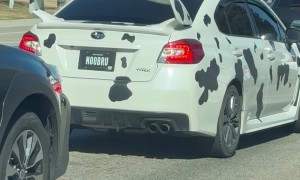Cow Subaru
