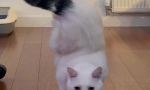 Tripod Cat Handstands Away