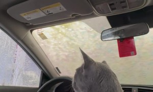Cozy the Cat's First Car Wash