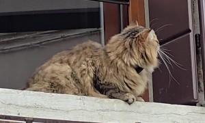 Cat Eyeing Pigeon From Window in Venice