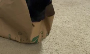 Behold, Coal: Eater of Worlds. The Thing That Fear Itself Hides From!