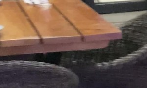 Kangaroo Trying to Skip the Restaurant Guest List