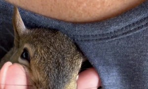 Friendly Squirrel Playfully Wrestles With Hand