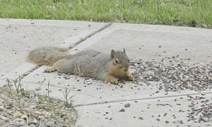Cute Squirrel Splootin' 'n Eatin'