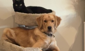 Dog Fully Believes He’s a Cat