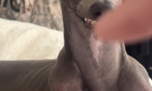 Italian Greyhound Bopped For Biting Brother