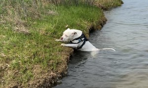 Pitty Rolling on the Beach Accidentally Rolls into the Water