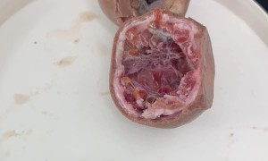 Mold Found Inside Frozen Raspberry Treats