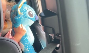 Rare Footage of Two Stitches Spotting Each Other in the Wild