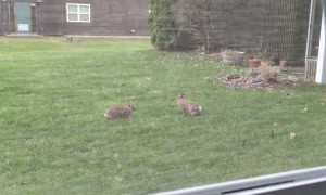Funny Bunnies in the Backyard