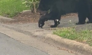 Mama Bear Carries Cub Across the Street