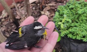 Helping a Bird After It Was Attacked