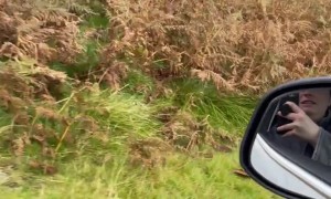 Communicating in Sheep