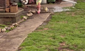 Toddler Playing in Mud Puddles With Two Baby Ducks