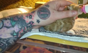 Kitten Pulled From Tornado Rubble in Michigan