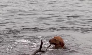 Stubborn Dog Tries to Drag Whole Tree Out of Water