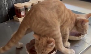 Funny Orange Cat Feeding Time