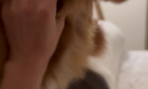 Pup Has a Miscalculated Jump