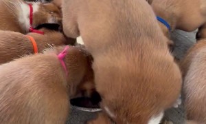 Boxer Puppy Flips for Puppy Mush