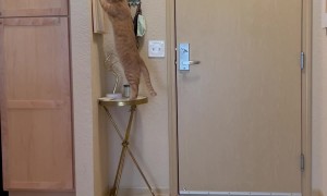 Cat Pawing at Picture Frame