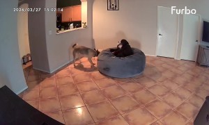 Three Puppies Make Themselves a Foam Pit