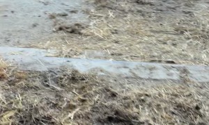 Daughter's Goat Transport