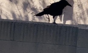 Crow Barking Like a Dog