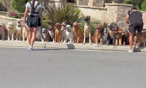 Long Line of Extra Good Dogs Sitting on Sidewalk