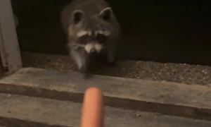 Treat For a Friendly Raccoon