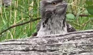 Little Fella's Been Watching Me