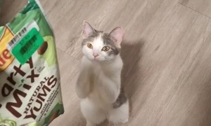 Sassy The Cat Sweetly Begs For Treats