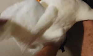 Devoted Duck Excited To See Dad